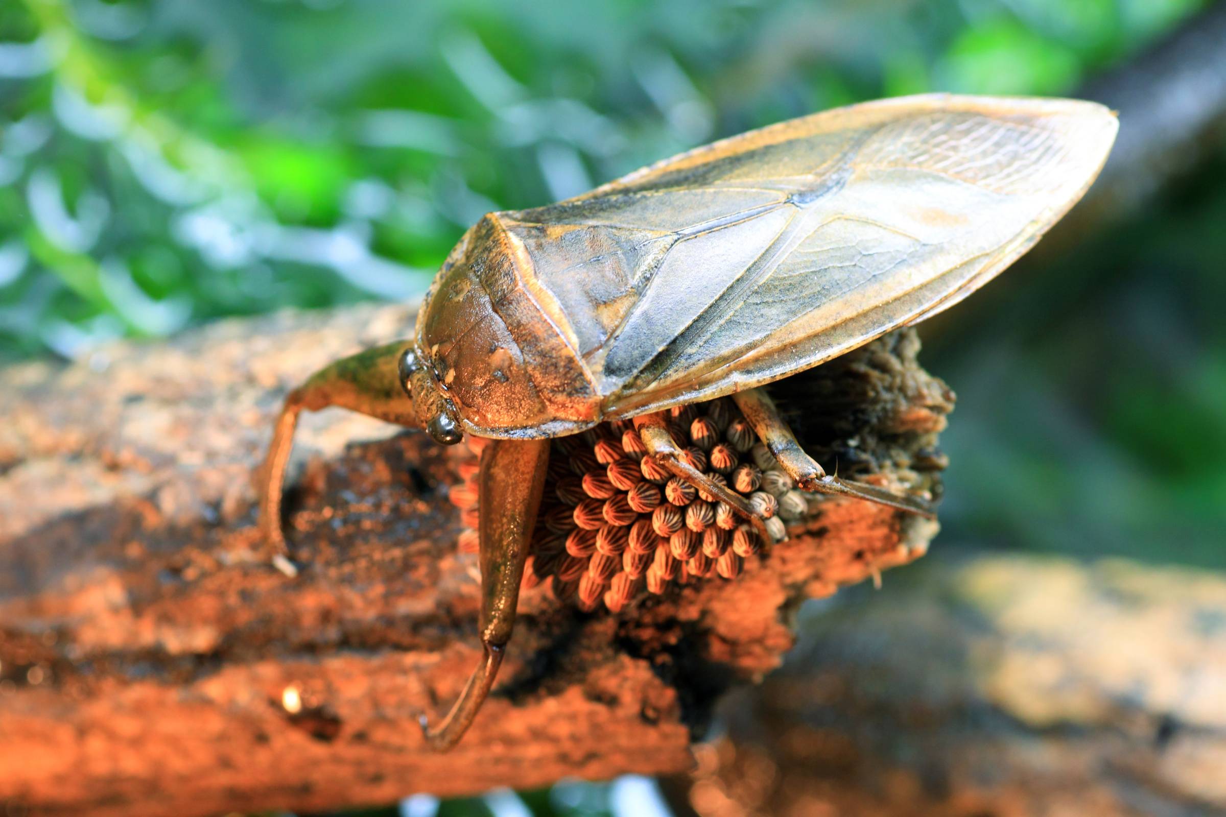 Behold the largest and deadliest bug in the world